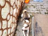 Alman husky Yeni Yuvasını Arıyor