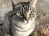 Ankara/sincan ücretsiz kedi sahiplendiriyorum