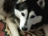 KAYIP  HUSKY 10  YAŞINDA