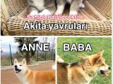 Japon Akita İnu yavru