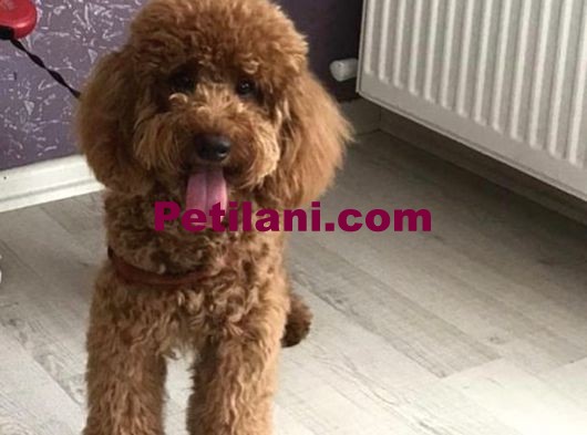 Toypoodle aşılı çipli pasaportlu