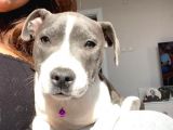 ingiliz staffordshire terrier
