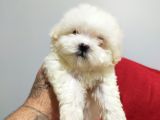 Sevimli Kore Maltese Terrier Yavruları