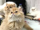 ACİL SAHİPLENDİRİLECEK SAFKAN UYSAL İRAN KEDİLERİ