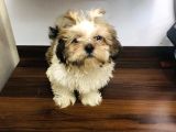 SHİH TZU MİNİ ERKEK KADIN