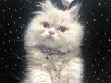 İran chincilla 2 aylık