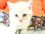 British shorthair