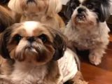 Shih-tzu yavrularımi ücretsiz sahiplendirecegim