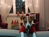 Jack Russell/ÜCRETSİZ SAHİPLENDİRİLECEKTİR.çipli-aşılı-pasaportlu