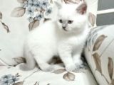 Blue point bebisimiz