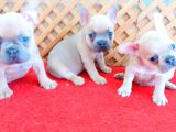 BLUE FAWN FRENCH BULLDOG İSABELLA TAŞIYICI YAVRULAR
