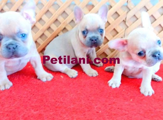 BLUE FAWN FRENCH BULLDOG İSABELLA TAŞIYICI YAVRULAR
