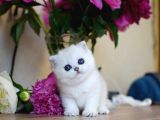 British shorthair dişi 