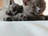 2 dişi british shorthair