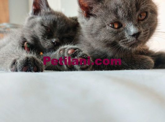 2 dişi british shorthair