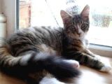 Mainecoon Kahverengi Tekir Erkek