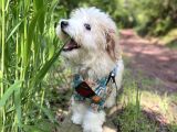 5 Aylık Maltipoo Köpeğimi Sahiplendiriyorum 
