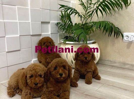 RED BROWN TOY POODLE