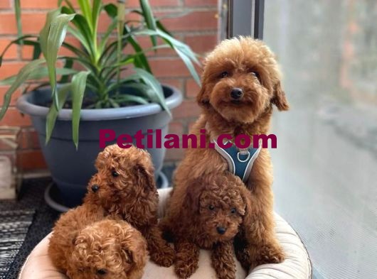 RED TOY POODLE YAVRULAR