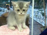 Firtclass british shorthair 
