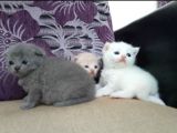 Yavru kedi ordu