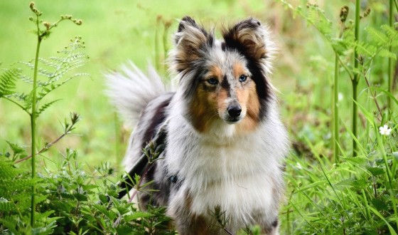 KÖPEKLERDE GIDA ALERJİSİ TEDAVİ YÖNTEMLERİ