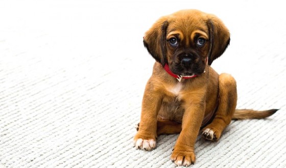 YAVRU KÖPEKLER KURU MAMAYA NE ZAMAN BAŞLAR?