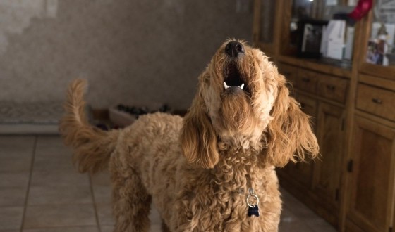 KÖPEKLER HAVLARKEN NE SÖYLEMEYE ÇALIŞIRLAR?