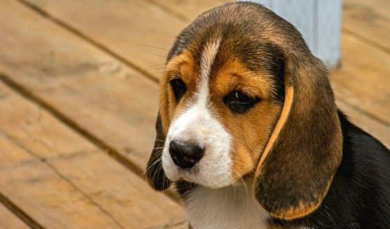 BEAGLE ÖZELLİKLERİ VE BAKIMI (TÜM DETAYLARIYLA!)