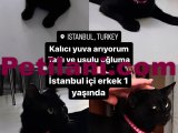 Muvi rus kedisi uyusal yuvalarını bekliyorlar
