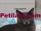 Acil yeni yuva