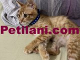İnsan canlısı 2 aylık bebek