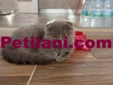 scottish fold