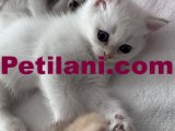 Full şecereli anne babadan harika british yavrular