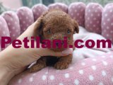 HARİKA KALİTEDE ASYA STİLL BEBEKLER