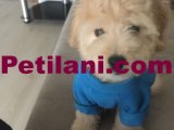 ÜCRETSİZ 3 AYLIK MALTESE TERRIER