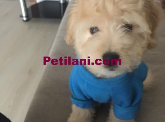 ÜCRETSİZ 3 AYLIK MALTESE TERRIER