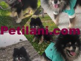 Pomeranian Boo 
