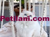 Safkan British Longhair Yavrularım yeni yuvalarını arıyor !