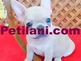  EXOTİC  BLUE QUAD FRENCH BULLDOG YAVRULAR İZMİR