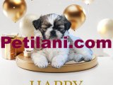 Dişi Safkan Shih Tzu 1.5 aylık  yavru izmir