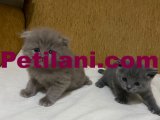 SAFKAN BRITISH SHORT HAİR YAVRULARIM