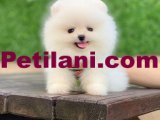 Pomeranian Ayıcık Bebeklerimiz Hazır 