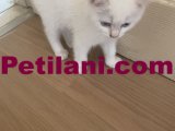 Çok tatlı british shorthair beyaz mavi gözlü