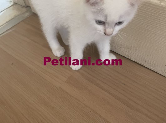 Çok tatlı british shorthair beyaz mavi gözlü