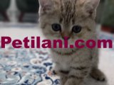 22 Şubat doğumlu british shorthair 