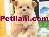 MALTIPOO BEBEKLERIM
