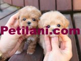 MALTIPOO BEBEKLERIM