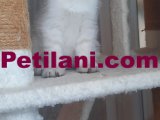 Scottish fold muhteşem güzel yavrularimiz 