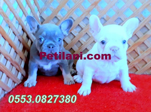 LİLAC AND TAN PLATİNUM FRENCH BULLDOG YAVRULAR